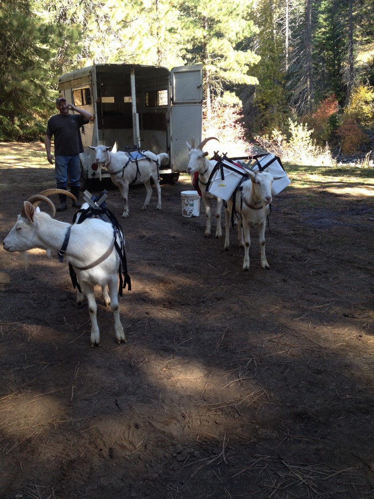 hunting with goats